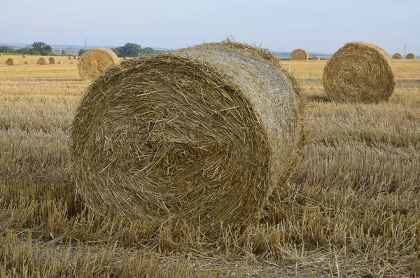 Harvested Barley Field Straw Baled Large Bales — Stock Photo, Image