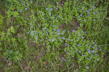 Güzel Veronica Chamadris. Baharda mavi çiçekler. Baharda, Veronica Chamaedrys vahşi doğada çiçek açar.