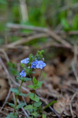 Güzel Veronica Chamadris. Baharda mavi çiçekler. Baharda, Veronica Chamaedrys vahşi doğada çiçek açar.