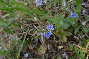 Güzel Veronica Chamadris. Baharda mavi çiçekler. Baharda, Veronica Chamaedrys vahşi doğada çiçek açar.