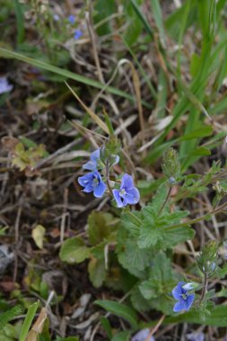 Güzel Veronica Chamadris. Baharda mavi çiçekler. Baharda, Veronica Chamaedrys vahşi doğada çiçek açar.