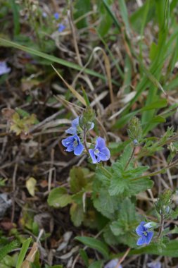 Güzel Veronica Chamadris. Baharda mavi çiçekler. Baharda, Veronica Chamaedrys vahşi doğada çiçek açar.