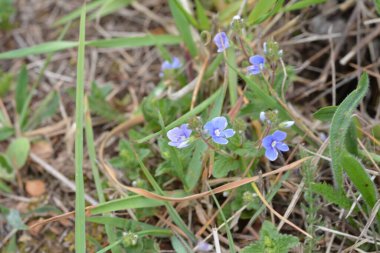 Güzel Veronica Chamadris. Baharda mavi çiçekler. Baharda, Veronica Chamaedrys vahşi doğada çiçek açar.