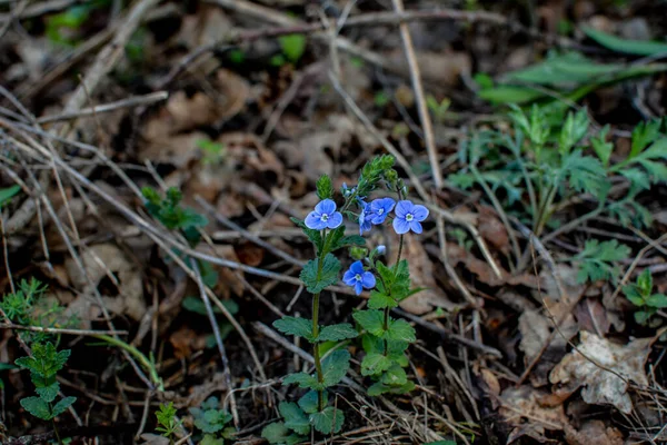 春天美丽的杜鹃花 蓝色的花 维罗妮卡在野外盛开 — 图库照片