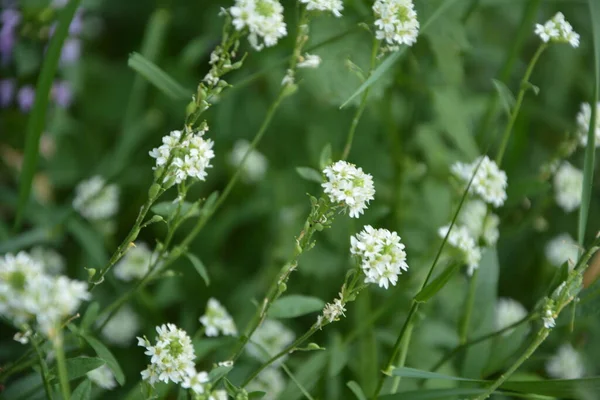 Flori Albe Hoary Alyssum Berteroa Incana Pajiște Toamnă — Fotografie, imagine de stoc