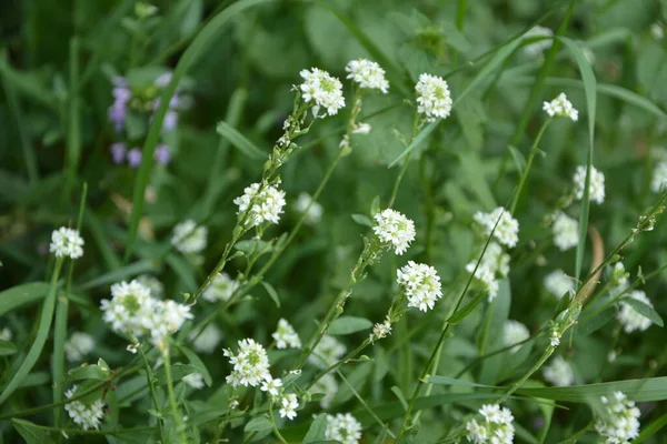 Flori Albe Hoary Alyssum Berteroa Incana Pajiște Toamnă — Fotografie, imagine de stoc