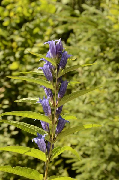 Gentiana Asclepiadea Também Chamado Gentiana Outono Por Causa Sua Floração — Fotografia de Stock