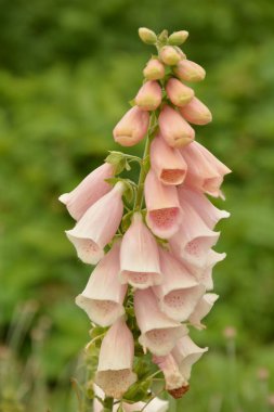 Digitalis lanata yünlü yüksükotu çiçeği bitkisi doğal arka plana yakın plan