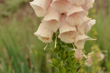 Digitalis lanata yünlü yüksükotu çiçeği bitkisi doğal arka plana yakın plan