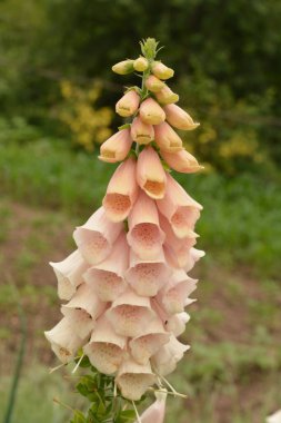 Digitalis lanata yünlü yüksükotu çiçeği bitkisi doğal arka plana yakın plan