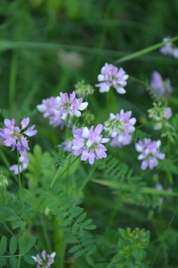 Securigera (Coronilla) varia çiçekleri. Mor kaplama.