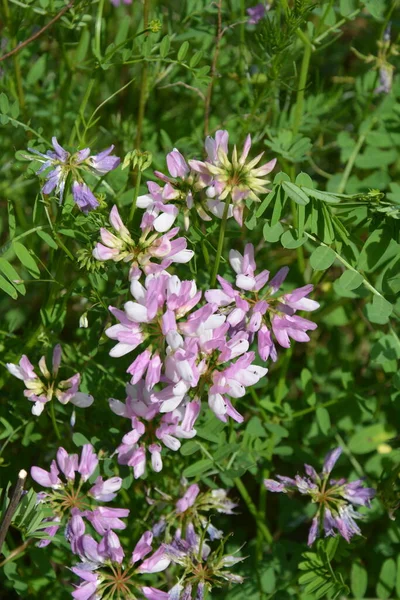 Coronilla 变种花 紫色冠脉 — 图库照片