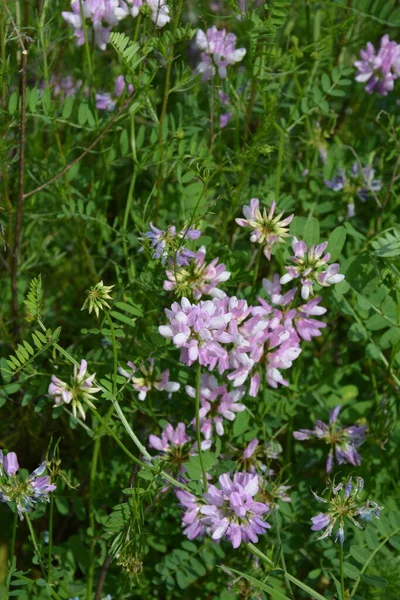 Kwiatów Securigera Coronilla Varia Wyka Fioletowa Korona — Zdjęcie stockowe