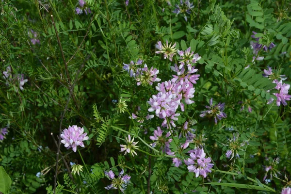 Kwiatów Securigera Coronilla Varia Wyka Fioletowa Korona — Zdjęcie stockowe