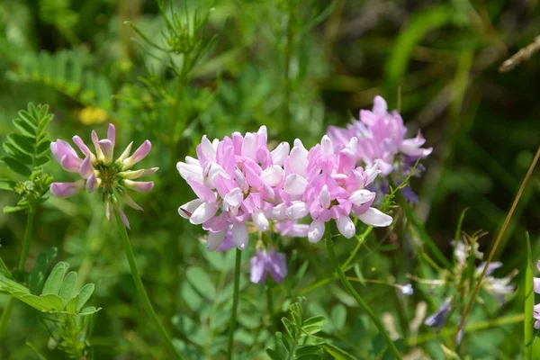 Coronilla 变种花 紫色冠脉 — 图库照片