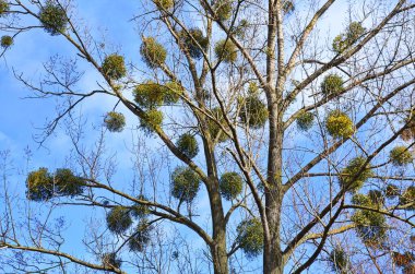 Viscum albümü veya ökseotu, Avrupa mitolojisi, efsaneleri ve geleneklerinde önemli bir rolü olan birçok ağaç türünün yarısıdır.