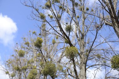 Viscum albümü veya ökseotu, Avrupa mitolojisi, efsaneleri ve geleneklerinde önemli bir rolü olan birçok ağaç türünün yarısıdır.