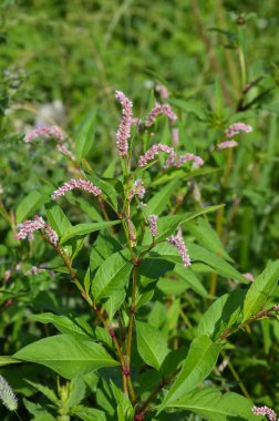 Şifalı bitki Polygonum hidropiper bahçede çiçek açar..