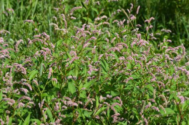 Şifalı bitki Polygonum hidropiper bahçede çiçek açar..