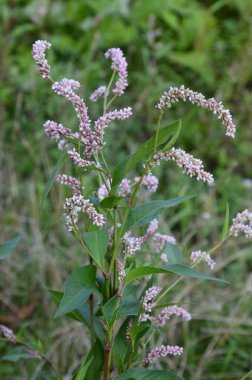 Şifalı bitki Polygonum hidropiper bahçede çiçek açar..