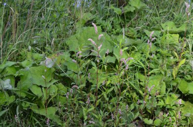 Şifalı bitki Polygonum hidropiper bahçede çiçek açar..