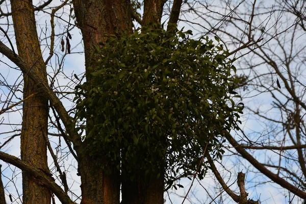 Viscum Album Mistletoe Hemiparasite Several Species Trees Has Significant Role — Stock Photo, Image