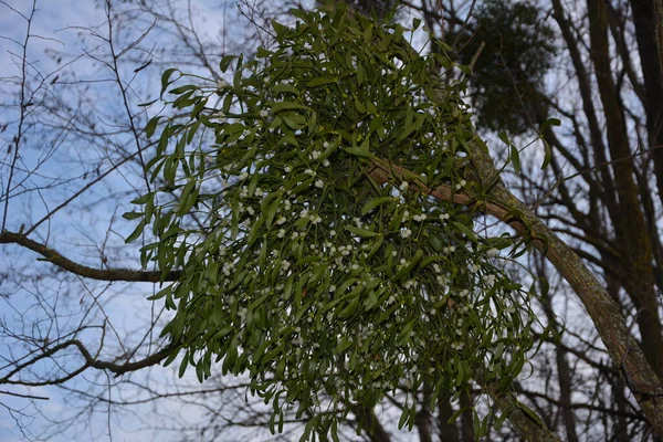 Viscum Album Mistletoe Hemiparasite Several Species Trees Has Significant Role — Stock Photo, Image