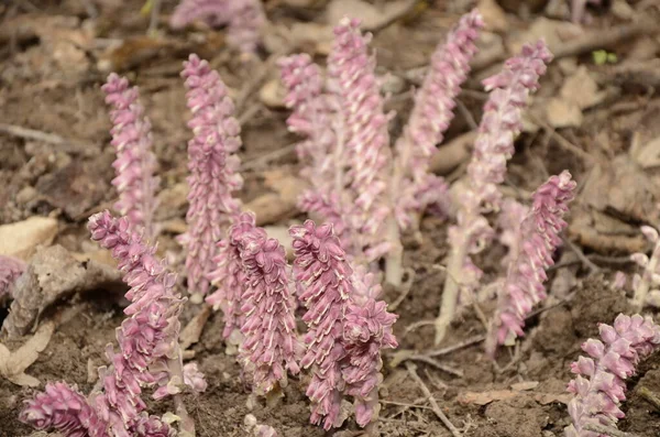 Lathraea Squamaria Plant Parasite Woods Europe Pink Flowers Blooming Common — Stock Photo, Image