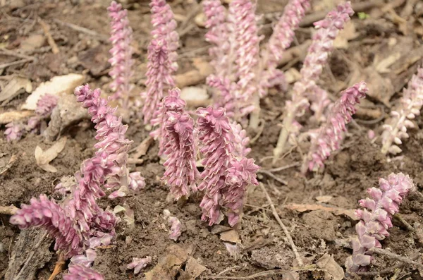 Lathraea Squamaria Plant Parasite Woods Europe Pink Flowers Blooming Common — Stock Photo, Image