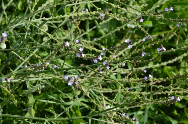 Léčivá Rostlina Polygonum Hydrokapiper Kvete Zahradě — Stock fotografie