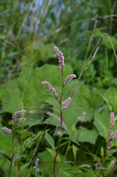 Лекарственное Растение Polygonum Hydropiper Цветет Саду — стоковое фото