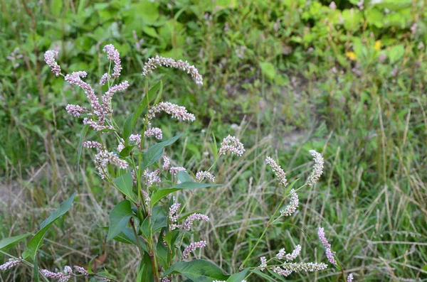 Plante Médicinale Polygonum Hydropiper Fleurit Dans Jardin — Photo