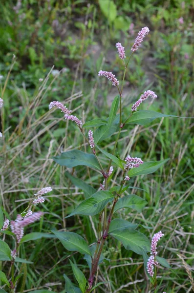 Planta Medicinal Polygonum Hydropiper Florece Jardín —  Fotos de Stock