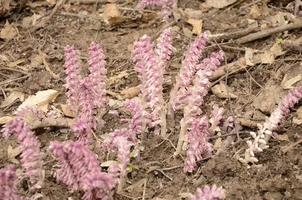 Lathraea squamaria plant is a parasite in the woods of Europe. Pink flowers of blooming common toothwort in the forest, parasitic plant growing on tree roots — Stock Image Lathraea Squamaria Plant Parasite Woods Europe Pink Flowers Blooming Common Stock Image