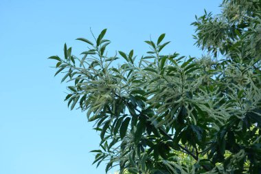 Castanea sativa Miller, Fagacea familyasından çiçekli bir bitki türüdür..