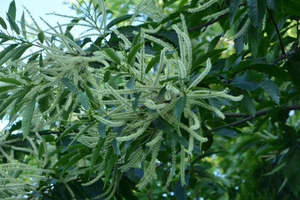 Castanea Sativa Miller Uma Espécie Angiospérmica Família Fagaceae Blooming Chestnut — Fotografia de Stock