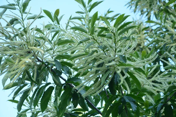 カスタネア サティバ ミラー 甘い栗 の花は ファガシー科の開花植物の一種です — ストック写真