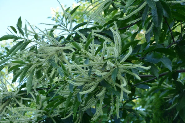 Květiny Castanea Sativa Miller Nebo Sladký Kaštan Druh Kvetoucí Rostliny — Stock fotografie