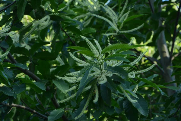 Květiny Castanea Sativa Miller Nebo Sladký Kaštan Druh Kvetoucí Rostliny — Stock fotografie