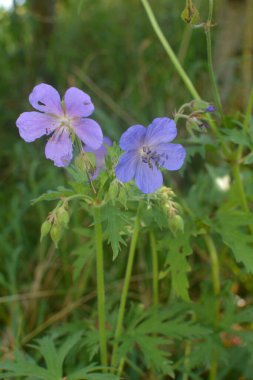 Geranium pratense (Meadow cranesbill) çiçek açmış. Meadow geranium - Geranium pratense çiçeği. Çiçeklerin açtığı güzel bir doğa manzarası. Alternatif ilaç bitkisi