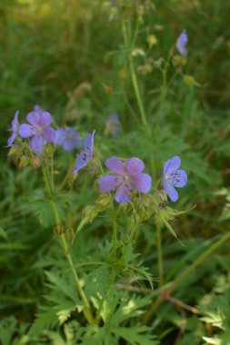 Geranium pratense (Meadow cranesbill) çiçek açmış. Meadow geranium - Geranium pratense çiçeği. Çiçeklerin açtığı güzel bir doğa manzarası. Alternatif ilaç bitkisi
