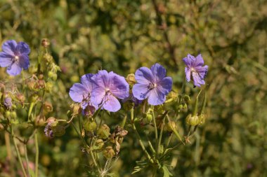 Geranium pratense (Meadow cranesbill) çiçek açmış. Meadow geranium - Geranium pratense çiçeği. Çiçeklerin açtığı güzel bir doğa manzarası. Alternatif ilaç bitkisi