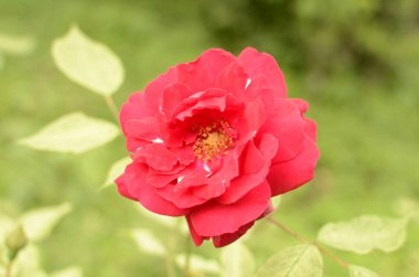 Bahçede çiçek açan kırmızı güller. Parkta gül.