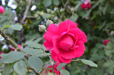 Bahçede çiçek açan kırmızı güller. Parkta gül.