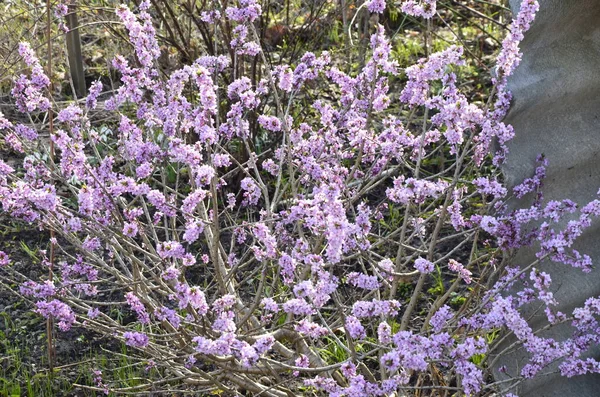 Daphne Mezereum Flor Bela Mezereon Floresce Primavera Ramo Com Flores — Fotografia de Stock