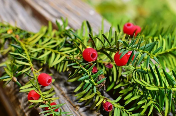 Taxus Baccata Yakın Çekim Kozalaklı Iğneler Meyveler Kırmızı Meyveli Porsuk — Stok fotoğraf