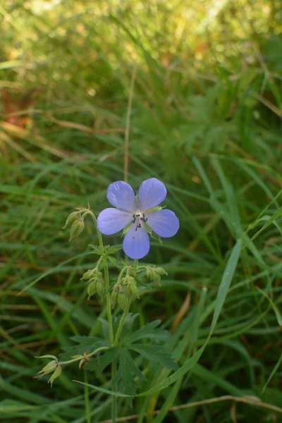 Geranium Pratense Meadow Cranesbill Çiçek Açmış Meadow Geranium Geranium Pratense — Stok fotoğraf