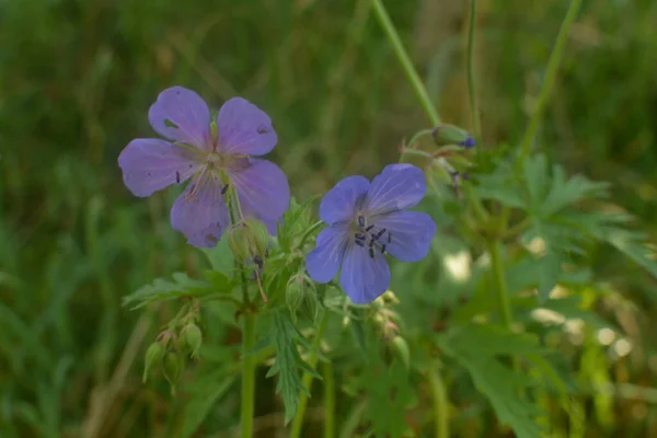 Geranium Pratense Meadow Cranesbill Flores Beautiful Flor Gerânio Prado Geranium — Fotografia de Stock