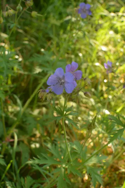 Geranium Pratense Żuraw Łąkowy Rozkwicie Piękny Kwiat Łąki Geranium Geranium — Zdjęcie stockowe