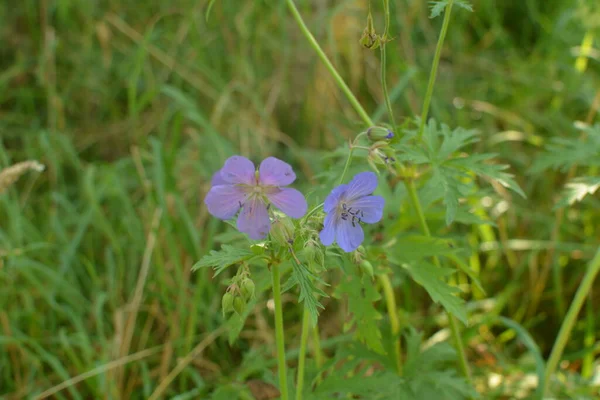 Geranium Pratense Żuraw Łąkowy Rozkwicie Piękny Kwiat Łąki Geranium Geranium — Zdjęcie stockowe